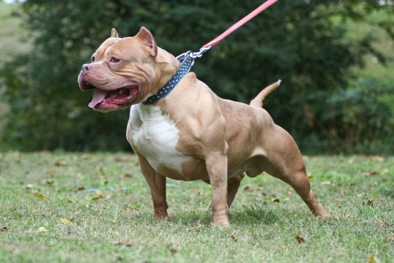 Cãozinho com Força